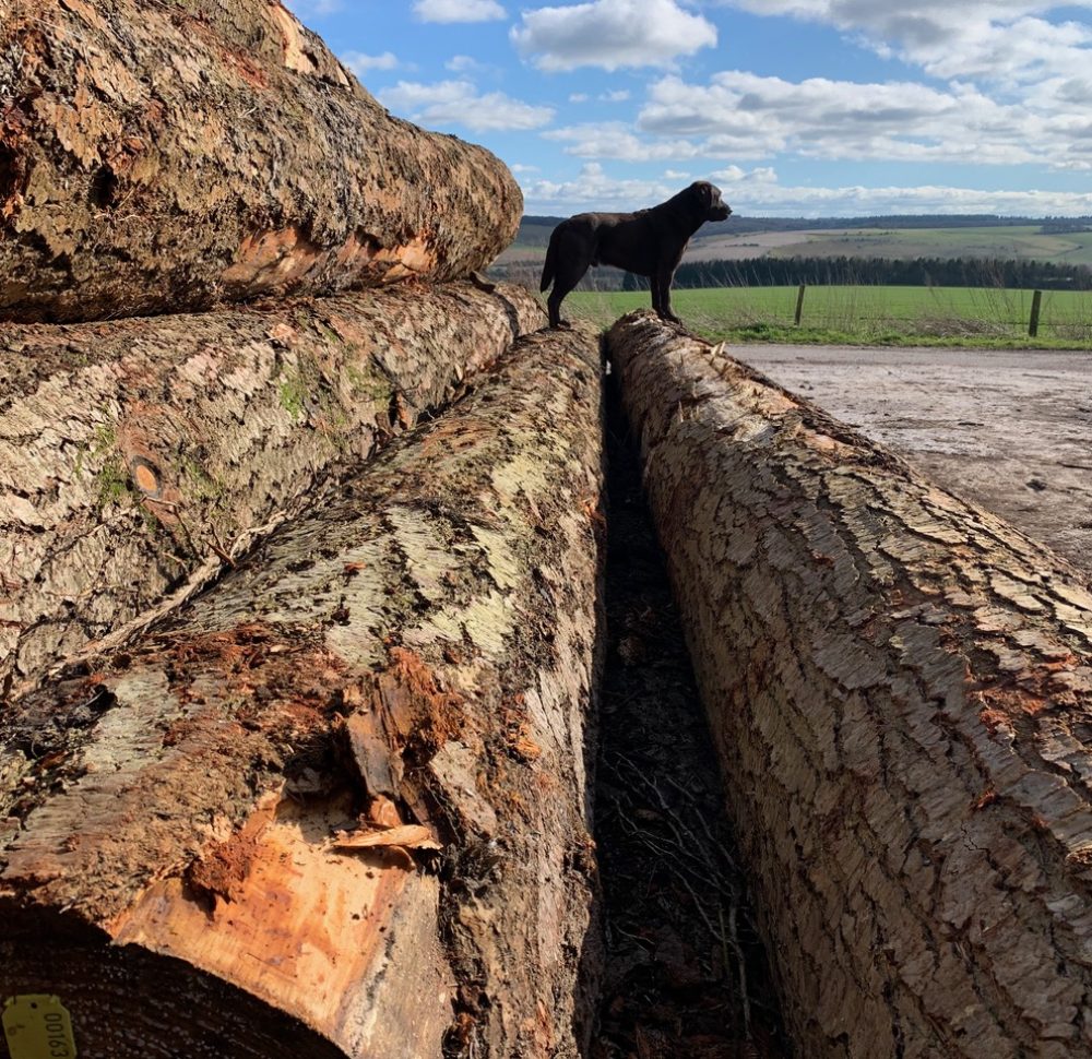 Timber Species Available